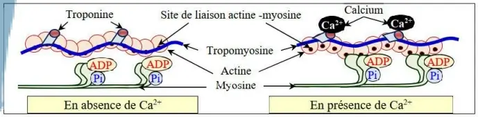 Rôle du muscle squelettique strié dans la conversion de l’énergie